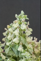 Stachys candida